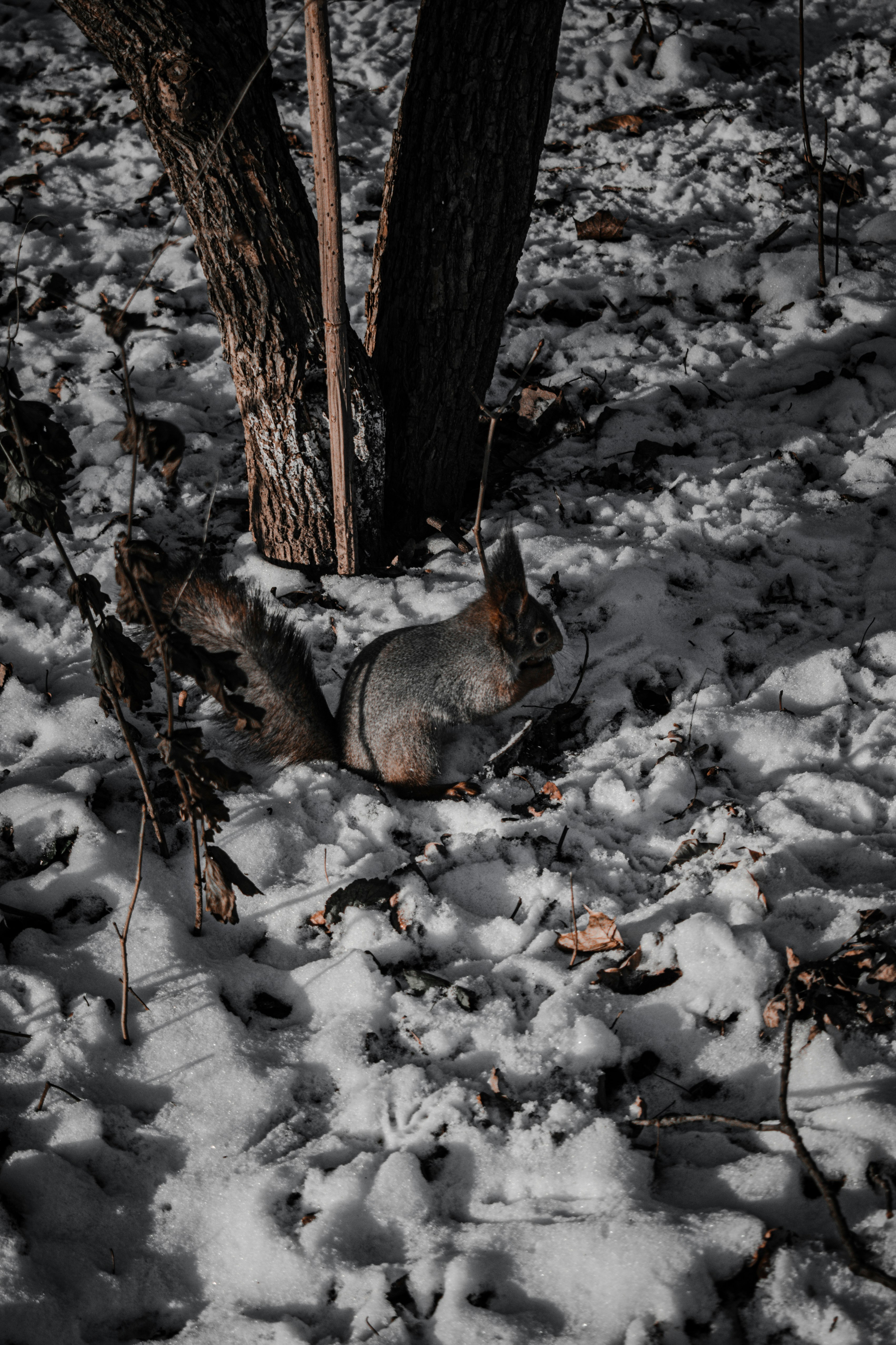 brown squirrel on snow covered ground